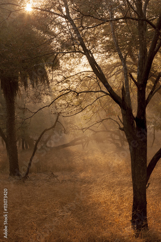 Sunrise. Ranthambore National Park, Sawai Madhopur. Rajasthan. India. photo