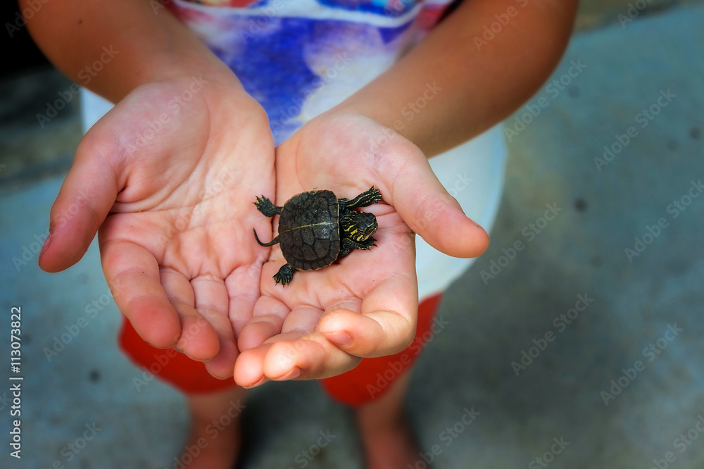 Hand holding newly hatched baby turtle Hand holding newly hatched baby turtle