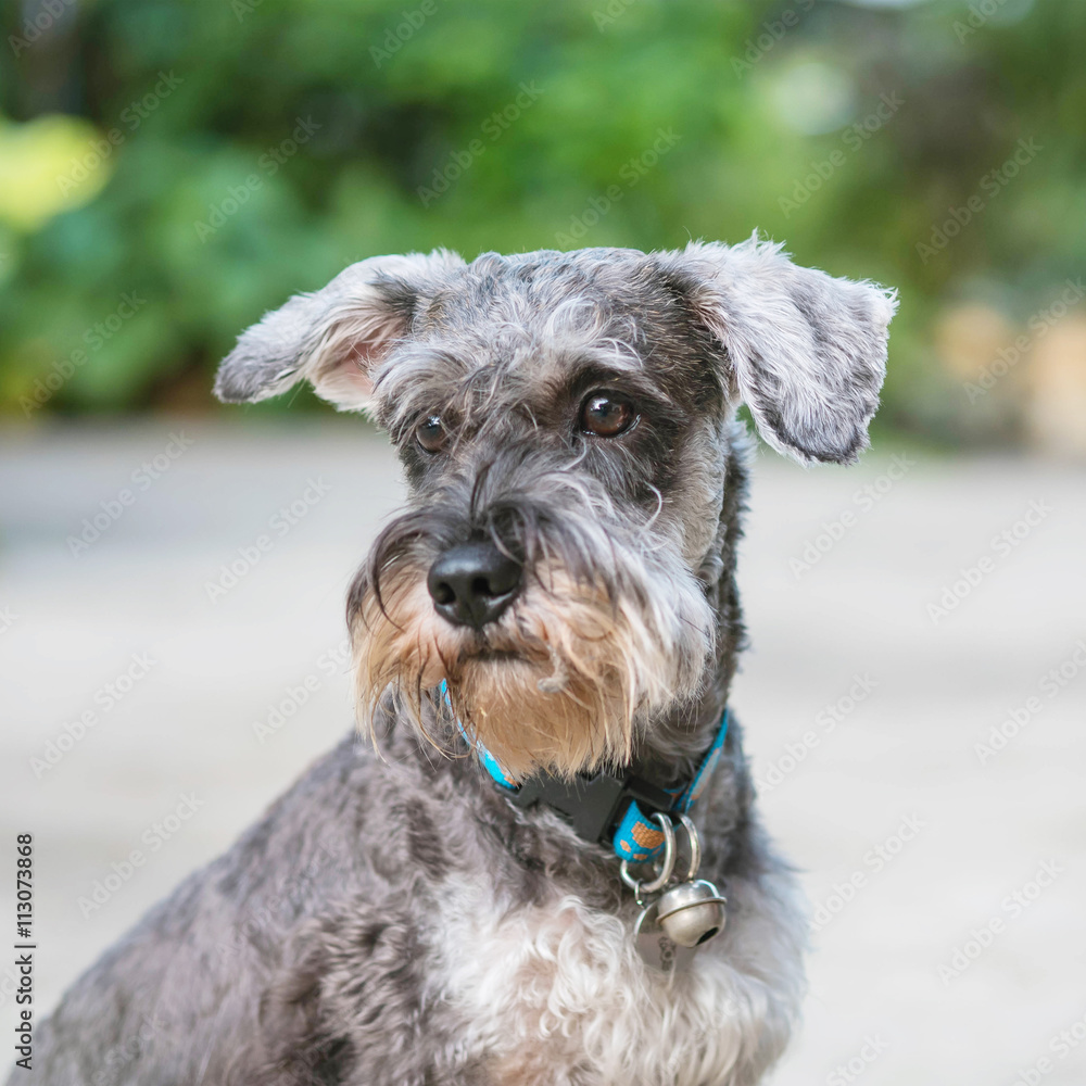 Closeup schnauzer dog looking on blurred cement floor in front of house view background