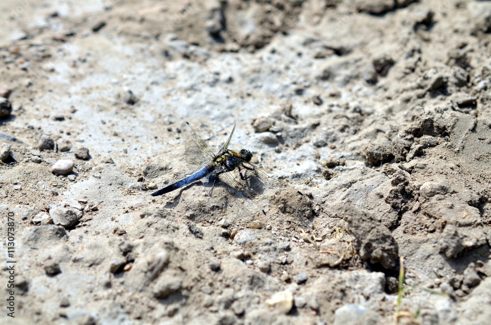 blue dragonfly sitting in sandy landscape blue dragonfly sitting in sandy landscape