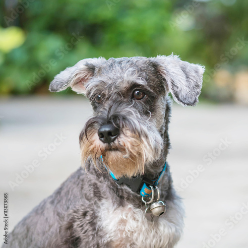 Closeup schnauzer dog looking on blurred cement floor in front of house view background
