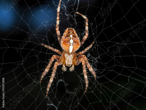 Orange spider on the web