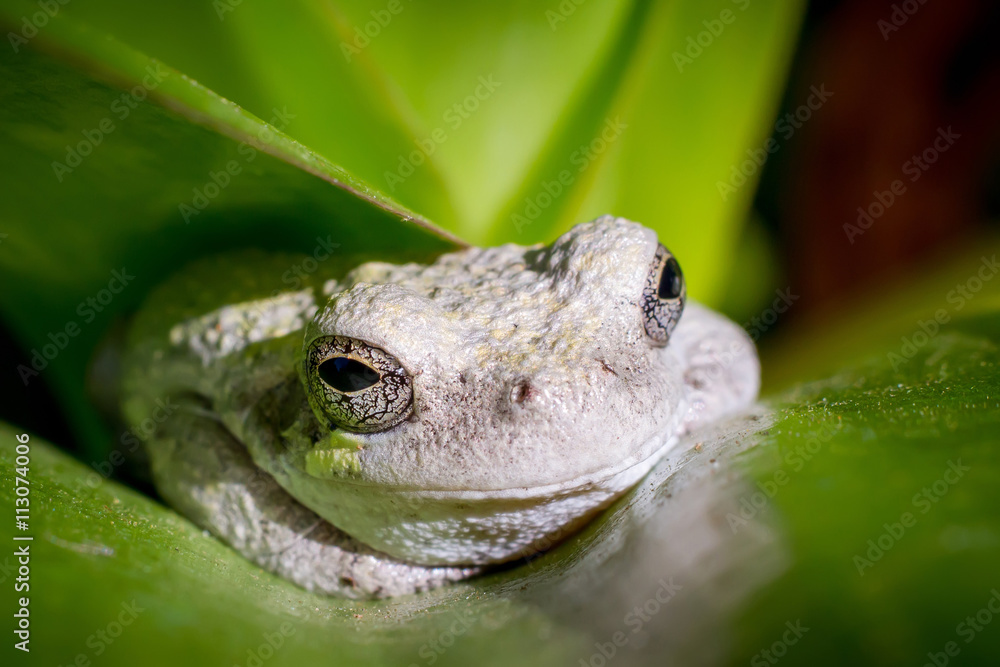 Fototapeta premium White frog