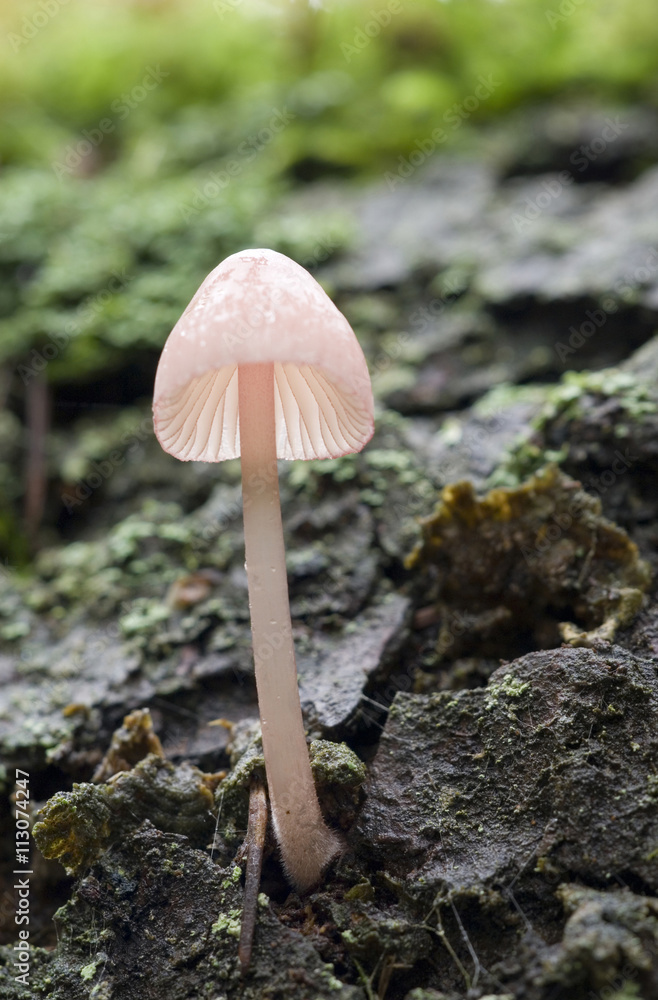 Canada, British Columbia, Vancouver Island. Translucent Mycena mushroom from below showing gills Canada, British Columbia, Vancouver Island. Translucent Mycena mushroom from below showing gills