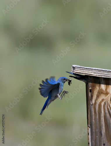 North America, Canada, British Columbia. A male Mountain Bluebird (Sialia currucoides) bringing a grasshopper to its chicks. photo