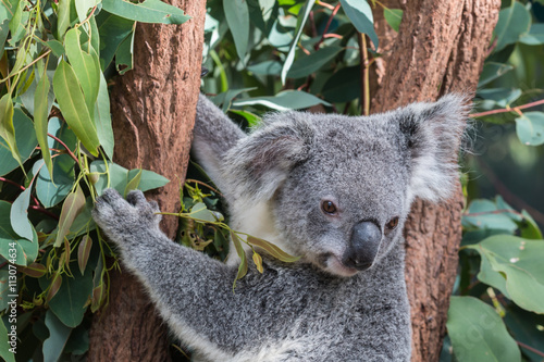 Fototapeta Naklejka Na Ścianę i Meble -  koalabär im eukalyptusbaum, australien 