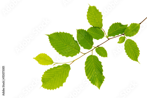 Green leaves isolated on white .
