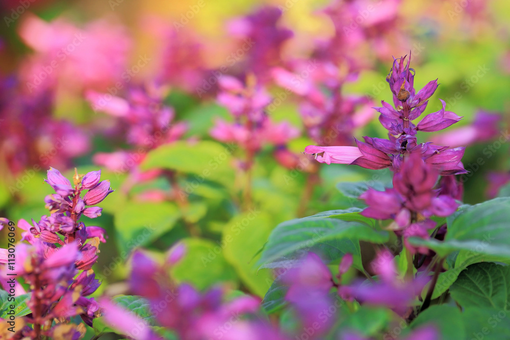 Small purple flowers in garden, shallow depth of field. Small purple flowers in garden, shallow depth of field.