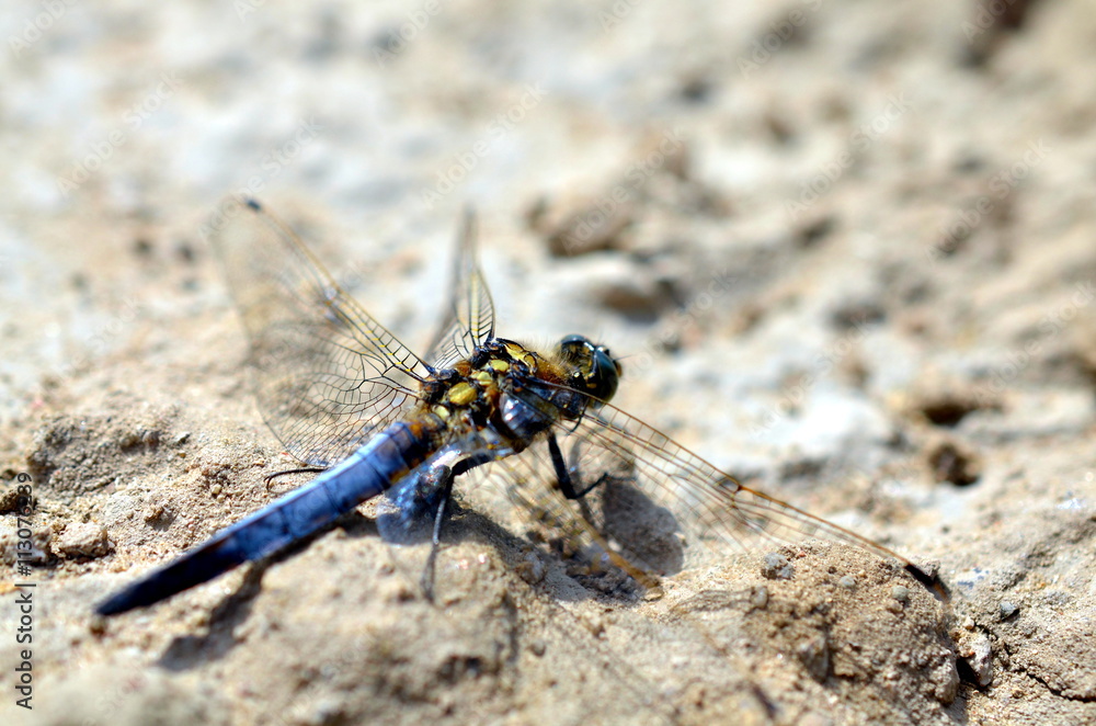 blue dragonfly sitting in sandy landscape blue dragonfly sitting in sandy landscape