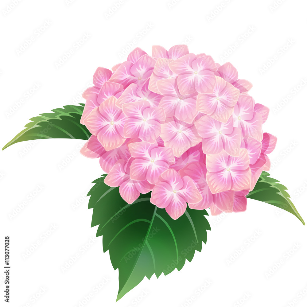 pink hydrangea ajisai flower illustration vector