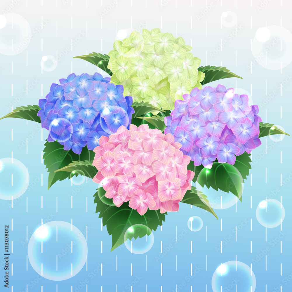 4 Colour Hydrangea Ajisai Flower Illustration Vector Stock Vector Adobe Stock