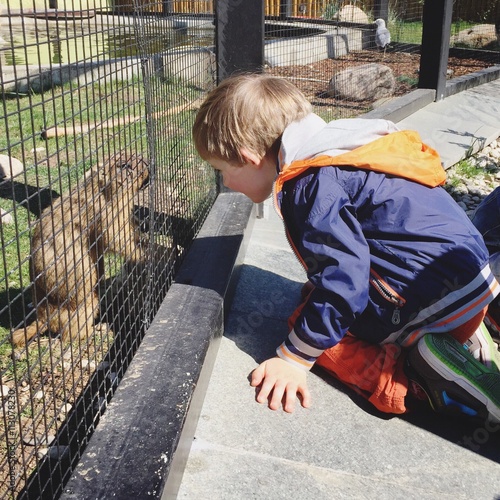 Little toddler boy looking at the dopher at zoo