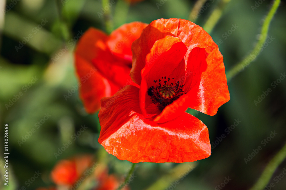 Red poppy. Selective soft focuse and boke on background