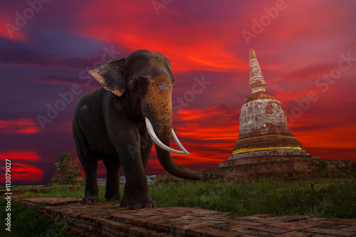 Elephants and stupa at Ayutthaya in Thailand © Southtownboy Studio