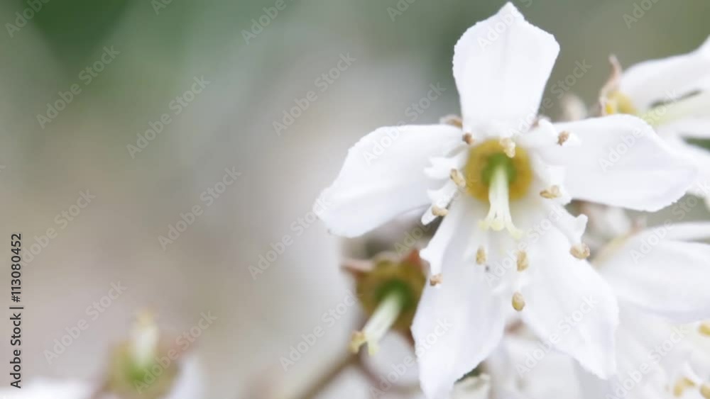 garden of italy white roses and grass move by the wind in wild. garden of italy white roses and grass move by the wind in wild.