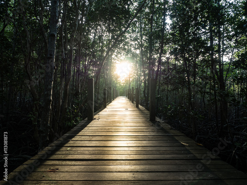 Light and wood bridge in mangrove forest, Thailand