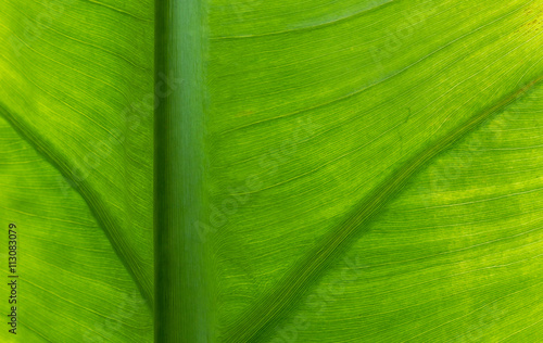 Textura de folha verde.