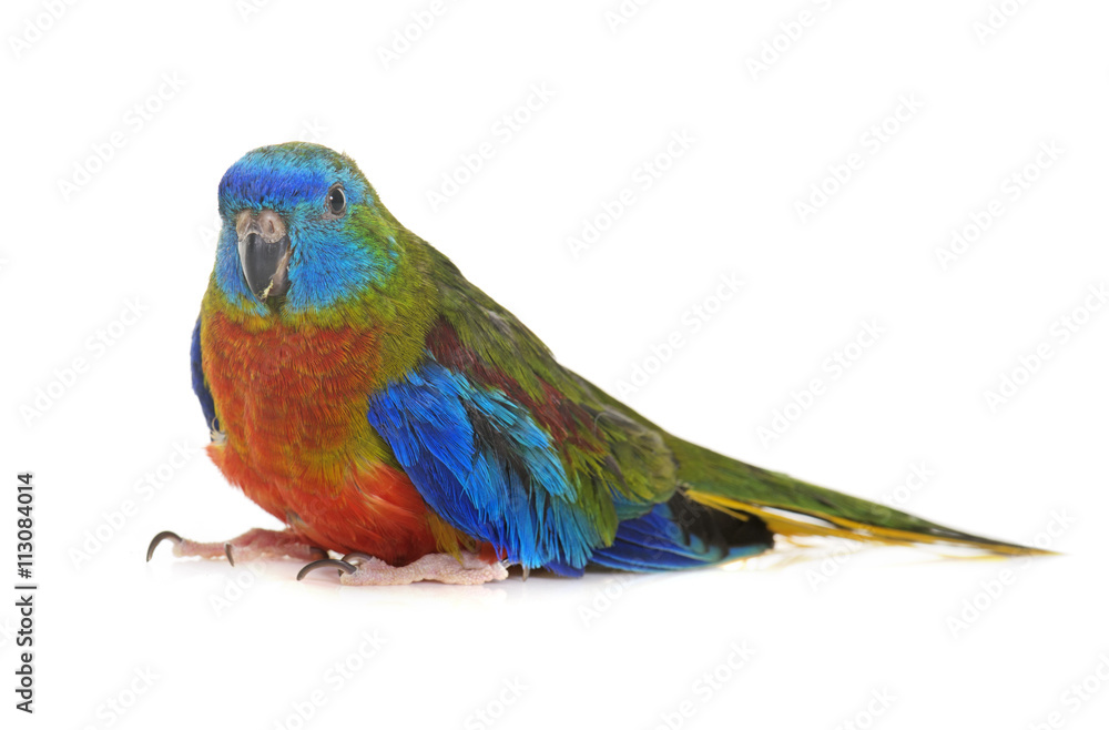 Fototapeta premium Turquoise parrot in studio