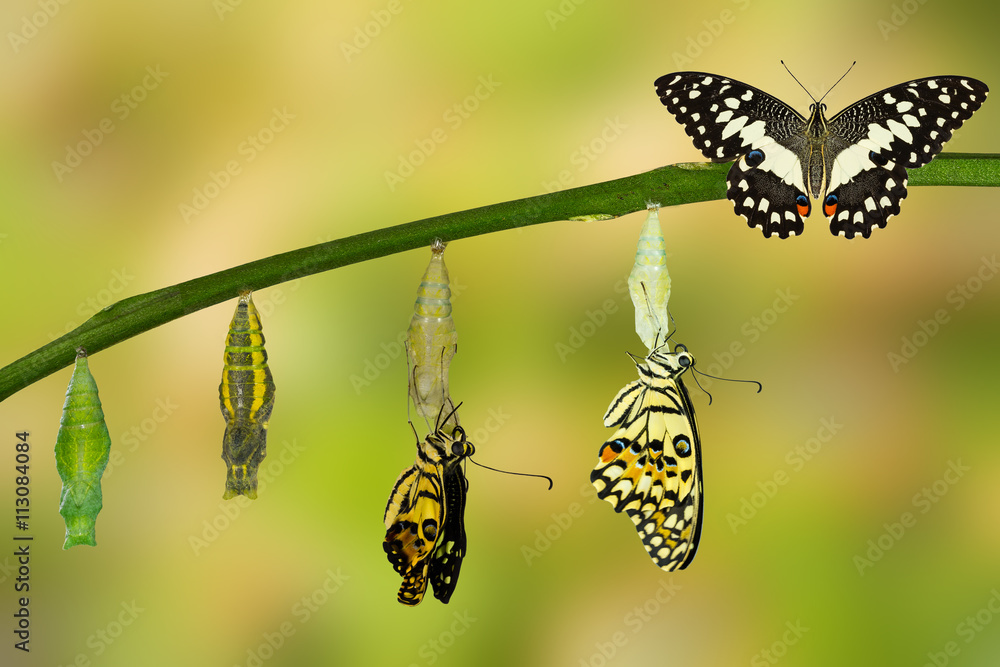 Fototapeta premium Transformacja Lime Butterfly