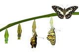 Isolated transformation of Lime Butterfly on white