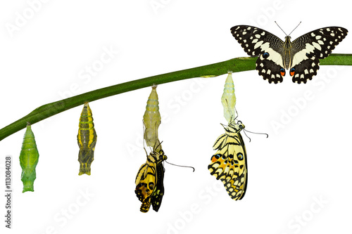 Isolated transformation of Lime Butterfly on white © mathisa