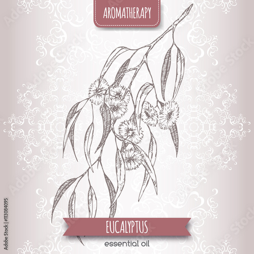 Eucalyptus globulus aka blue gum sketch on elegant lace background.