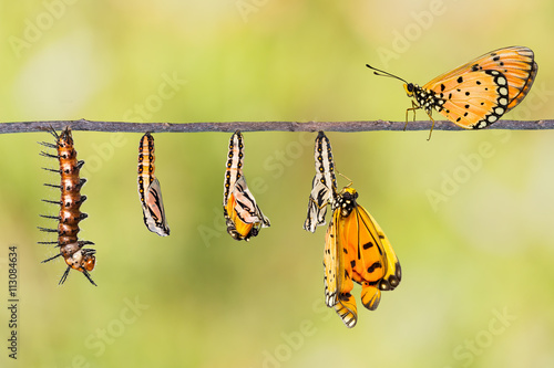 Life cycle of Tawny Coster transform from caterpillar to butterf © mathisa