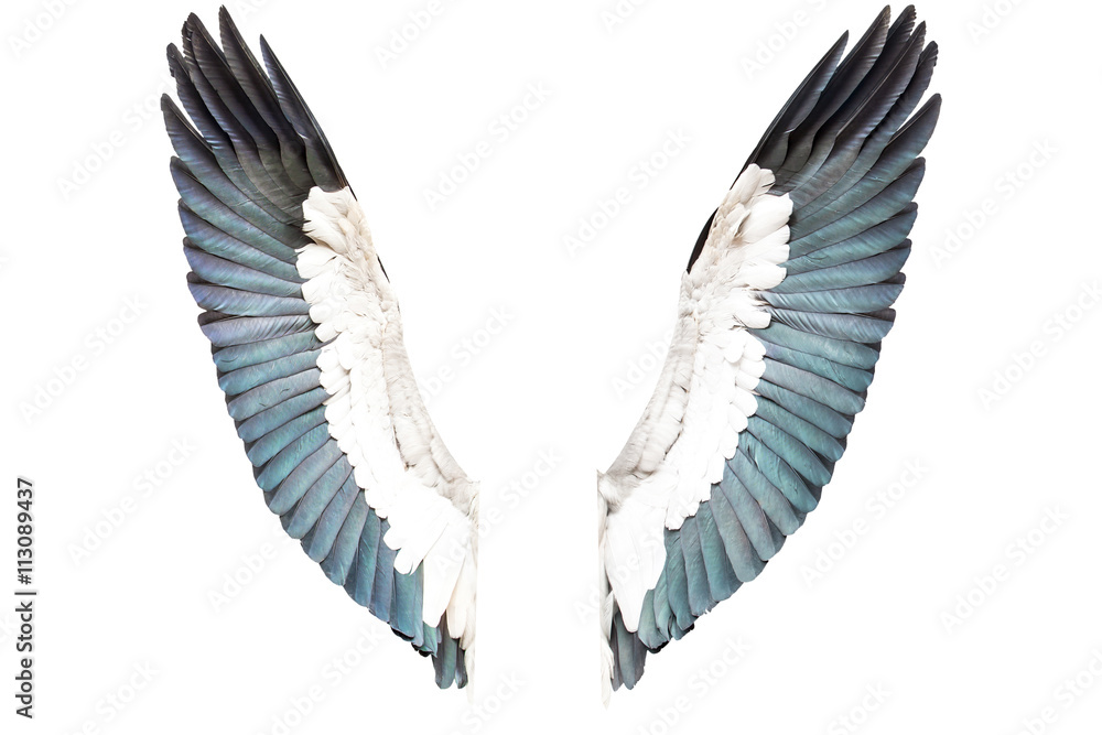 Fototapeta premium bird wings isolated on white background