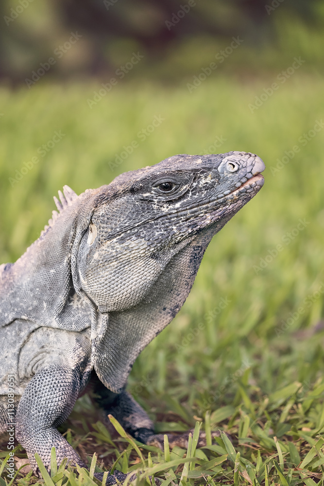 Fototapeta premium Iguana