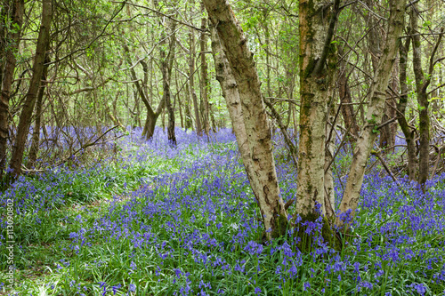 Bluebells in the woods, East Sussex, England, selective focus on the group of trees on the right