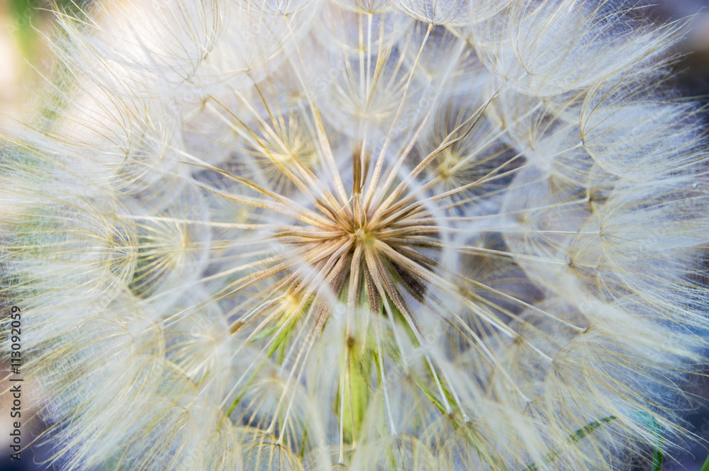 Obraz premium Dandelion macro abstract
