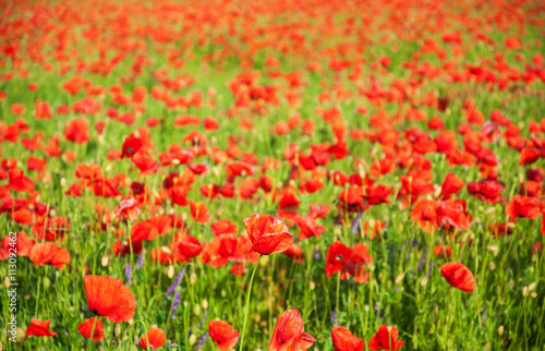 meadow with beautiful  red poppy flowers © Es75