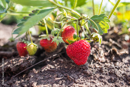 Natural strawberry. organic product