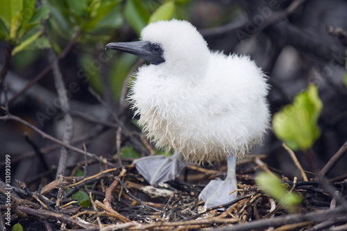 Red footed booby chick (Sula sula), Isla Genovesa, Galapagos Islands, Ecuador