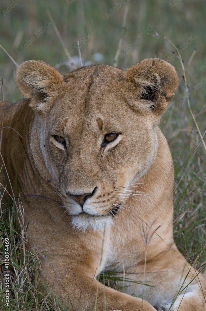 Lioness (Panthera leo), Masai Mara National Reserve, Kenya Lioness (Panthera leo), Masai Mara National Reserve, Kenya