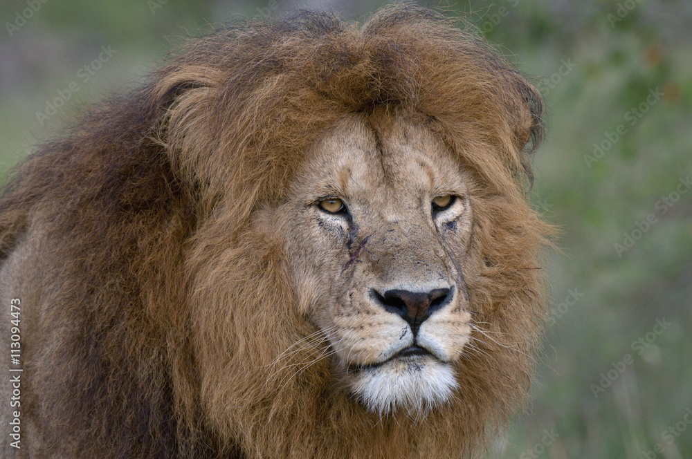 Lion (Panthera leo), Masai Mara National Reserve, Kenya Lion (Panthera leo), Masai Mara National Reserve, Kenya