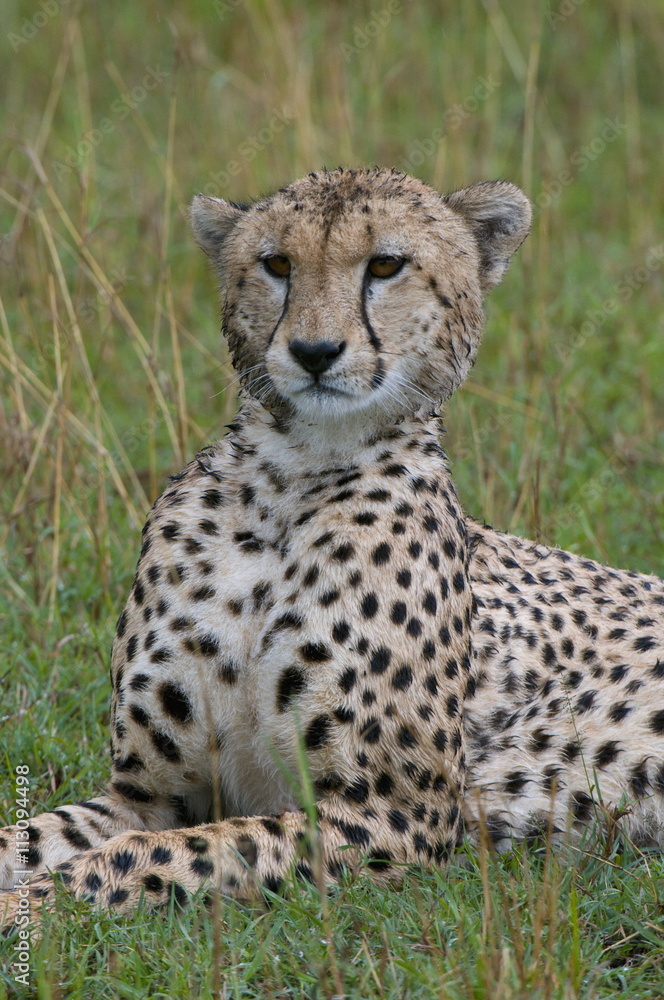 Cheetah (Acinonyx jubatus), Masai Mara National Reserve, Kenya Cheetah (Acinonyx jubatus), Masai Mara National Reserve, Kenya