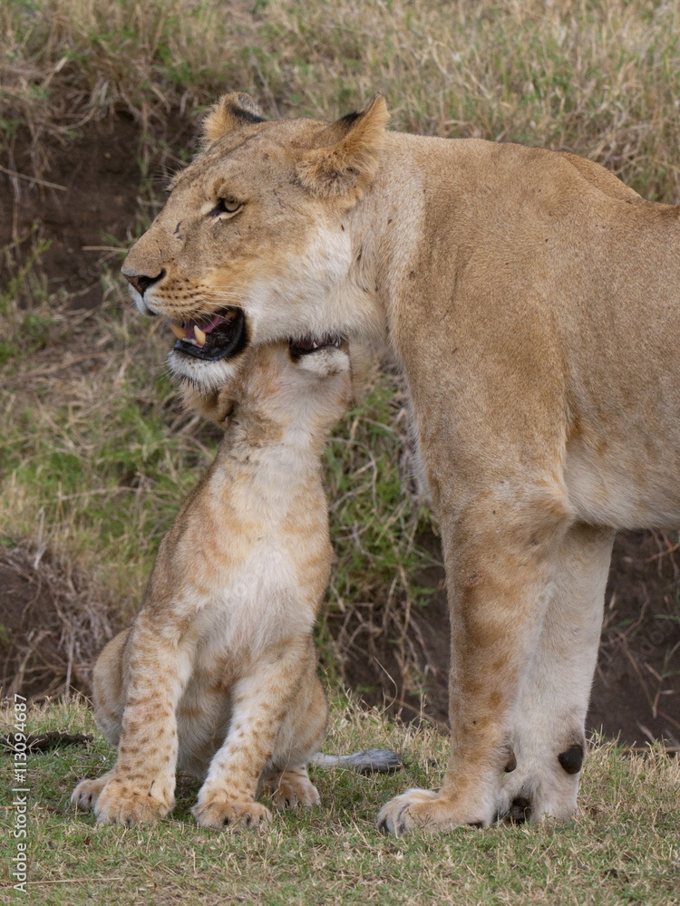 Lion (Panthera leo) female and cub, Masai Mara, Kenya, Eat Africa Lion (Panthera leo) female and cub, Masai Mara, Kenya, Eat Africa