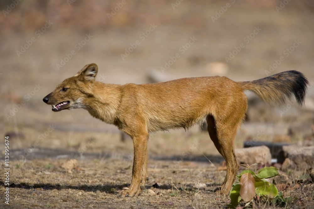 Dhole/Wild Dog, (Cuon alpinus), Bandhavgarh N.P., Madhya Pradesh Dhole/Wild Dog, (Cuon alpinus), Bandhavgarh N.P., Madhya Pradesh