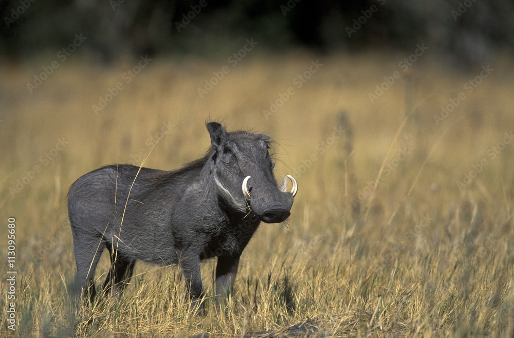 Warthog, Phacochoerus africanus, Chobe National Park, Savuti, Botswana Warthog, Phacochoerus africanus, Chobe National Park, Savuti, Botswana