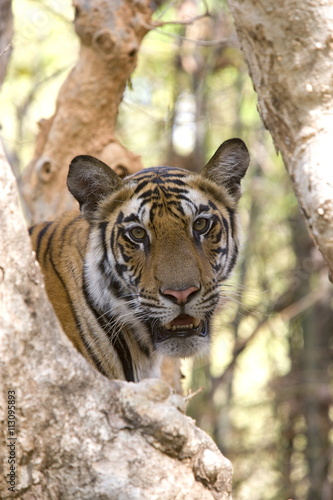 Indian tiger (Bengal tiger) (Panthera tigris tigris), Bandhavgarh National Park, Madhya Pradesh state photo