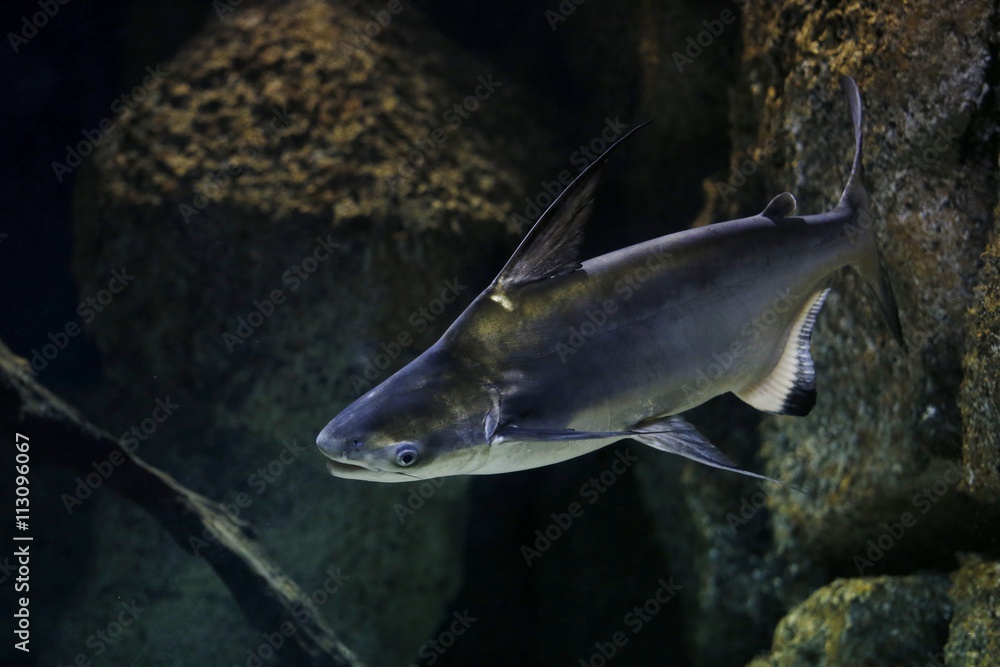 TIBURÓN NADANDO BAJO EL AGUA TIBURÓN NADANDO BAJO EL AGUA