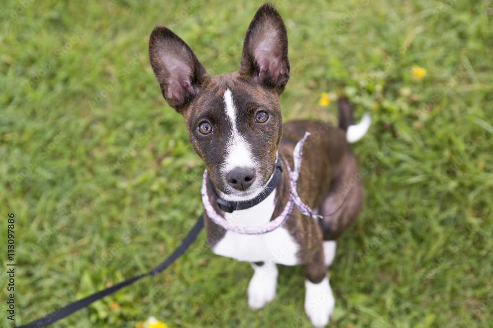 Basenji in the park on the grass