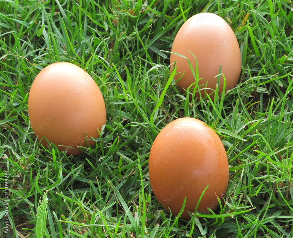 Bio eggs Bio eggs