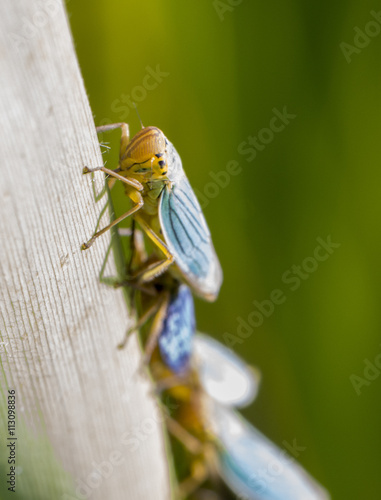 Grilli azzurri e gialli photo