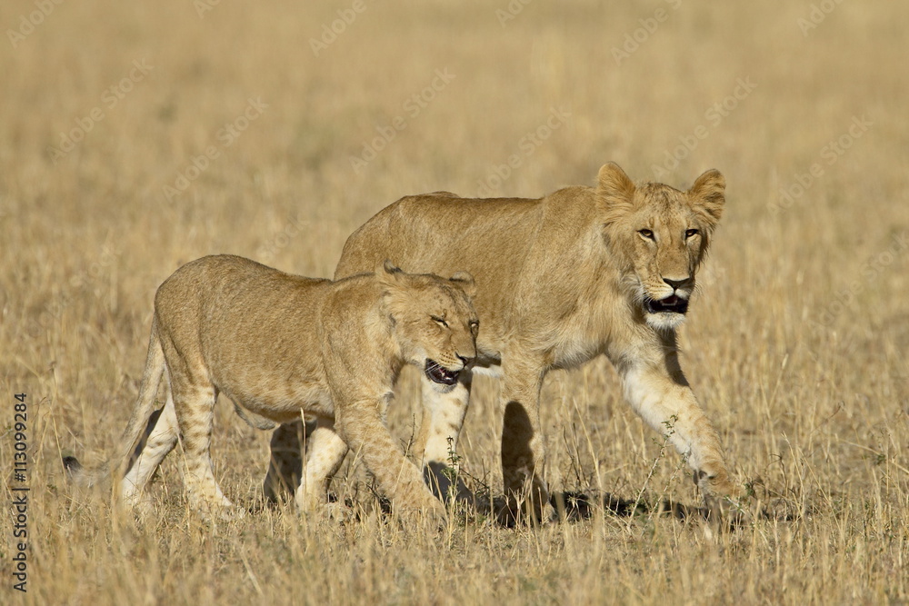 Lion (Panthera leo) cubs, Masai Mara National Reserve, Kenya Lion (Panthera leo) cubs, Masai Mara National Reserve, Kenya