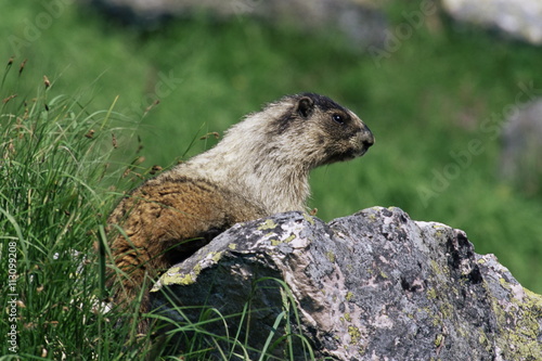 Hoary marmot (Marmotta caligata), Banff National Park, Alberta, Canada photo