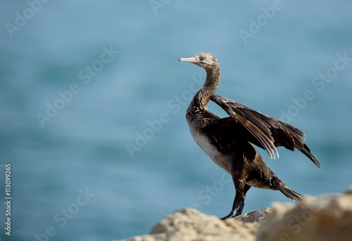 The Socotra cormorant Bahrain