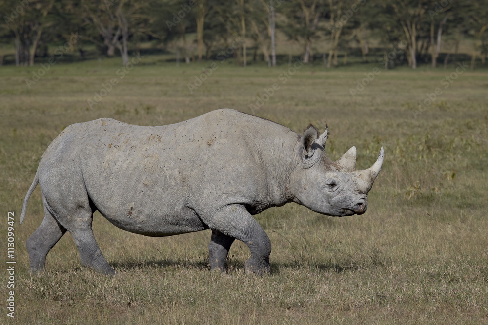 Black rhinoceros (hook-lipped rhinoceros) (Diceros bicornis), Lake Nakuru National Park, Kenya Black rhinoceros (hook-lipped rhinoceros) (Diceros bicornis), Lake Nakuru National Park, Kenya