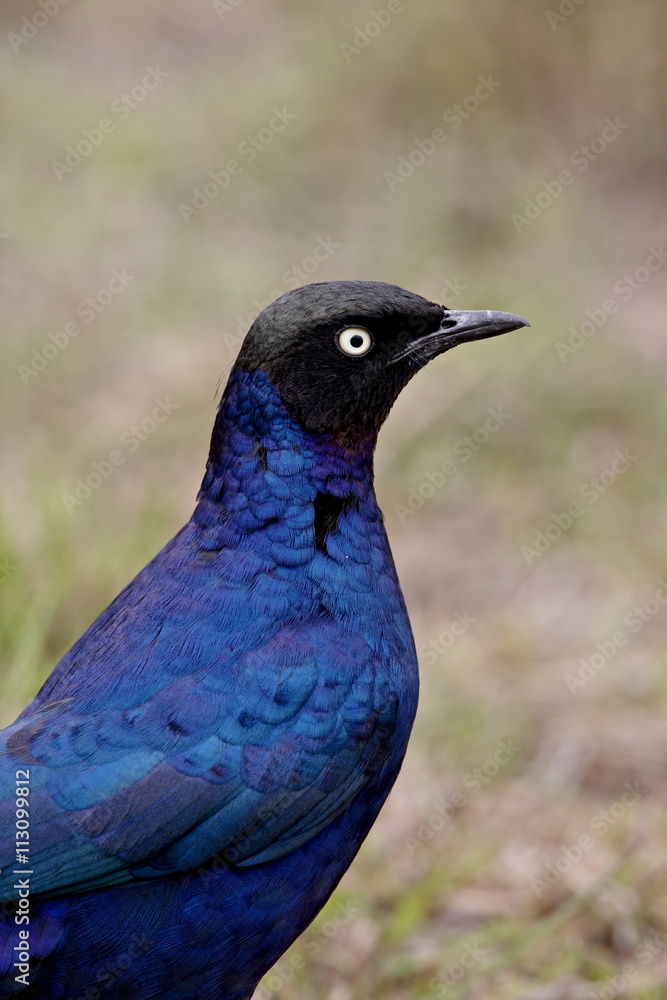 Ruppell long-tailed starling (Lamprotornis purpuropterus), Masai Mara National Reserve, Kenya Ruppell long-tailed starling (Lamprotornis purpuropterus), Masai Mara National Reserve, Kenya